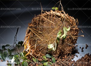 Tea seed cake with straw